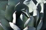 Phoenix Desert Botaical Garden Agave Plant