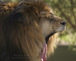 Phoenix Zoo - Lion