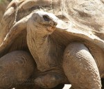 Phoenix Zoo - Galapagos Tortoise