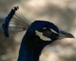 Phoenix Zoo - Peacock