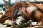 Phoenix Zoo - Orangutan