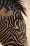 Phoenix Zoo - Zebra