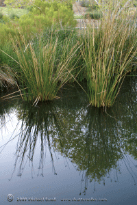 Wetlands - Riparian Preserve - Gilbert, AZ