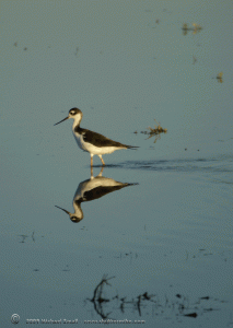 Bird - Riparian Preserve - Gilbert, AZ