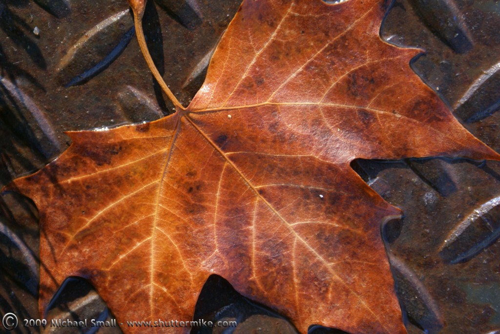 Copper Leaf Photograph