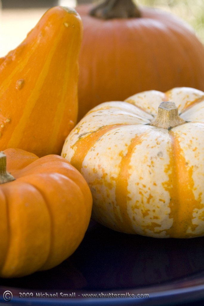 Photograph of Fall Gourds with complimentary colors