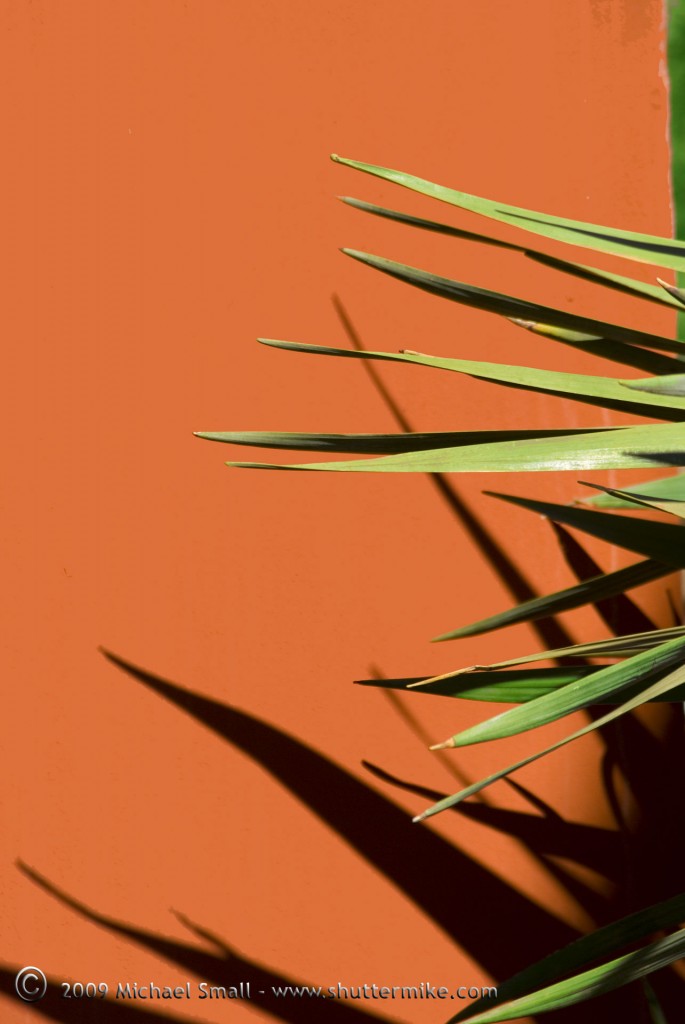 Photo of an Orange Wall and green plant.