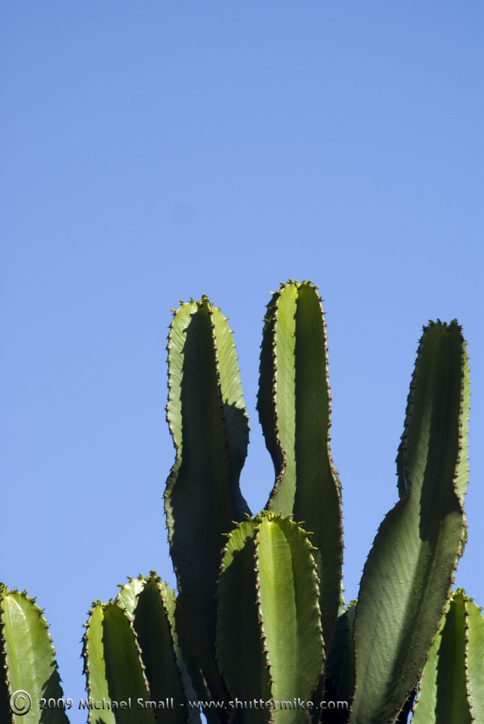 Photograph of green cactus against a blue sky.