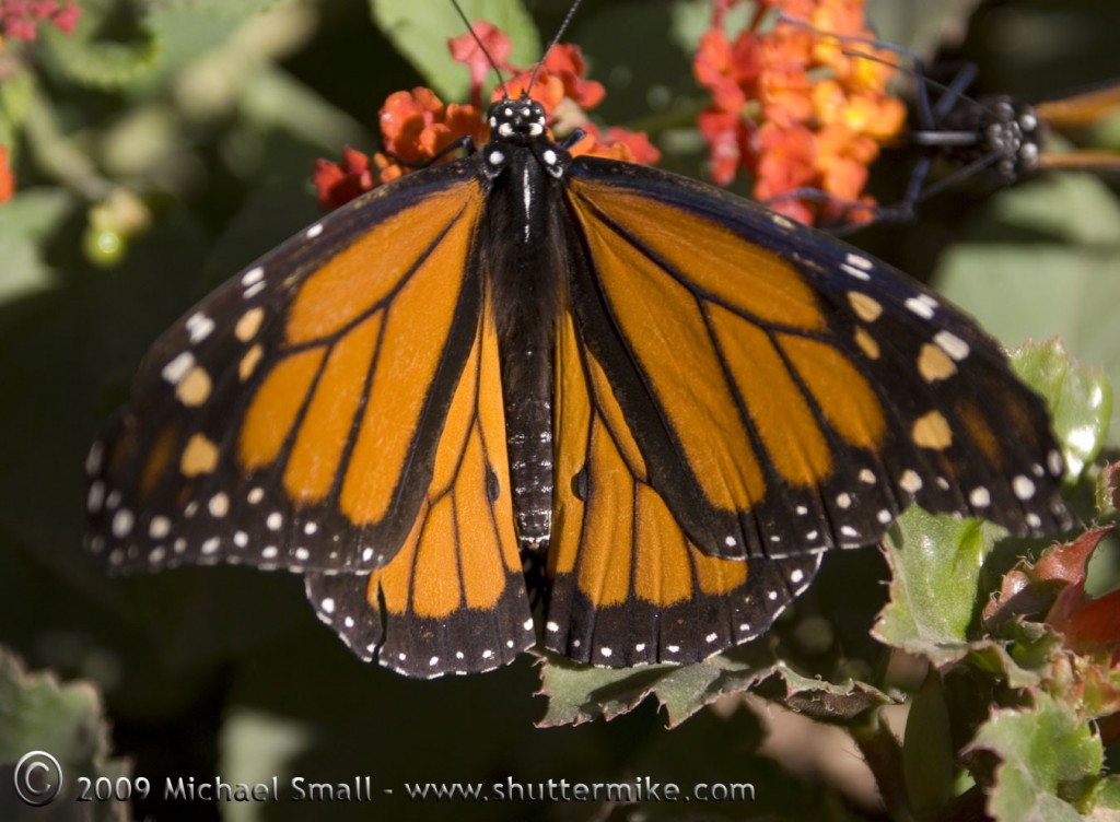 Photograph of a Monarch butterfly