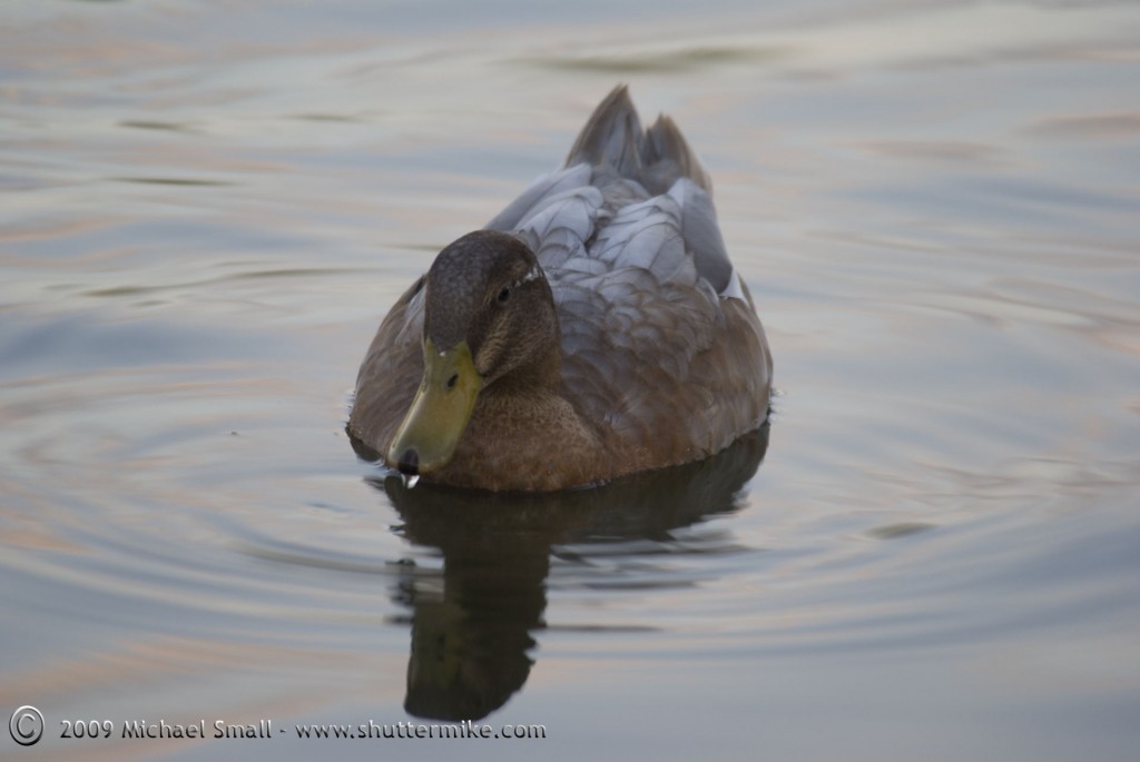 Photo of a duck on the water at Gilbert Riperian Preserve