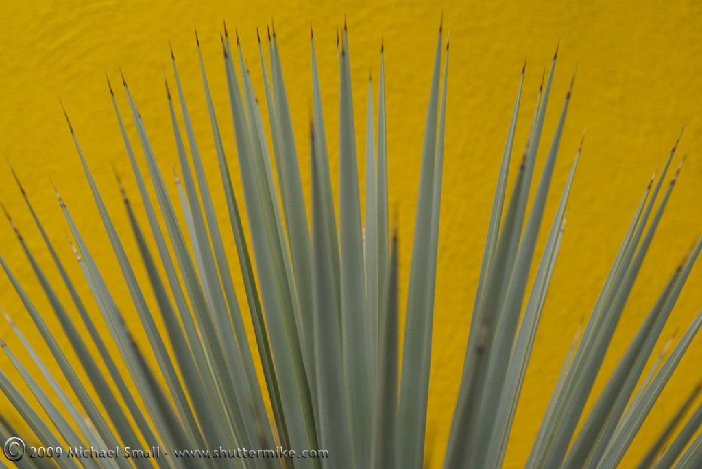 Photo of a green cactus against a yellow wall