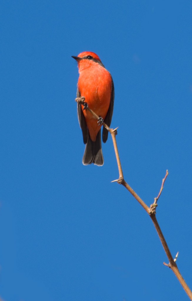 Photo of a red bird