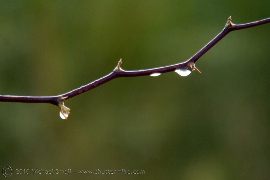 Photo of raindrops on a mesquite branch