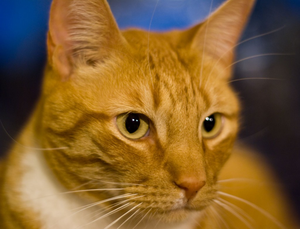 Photo of an orange cat