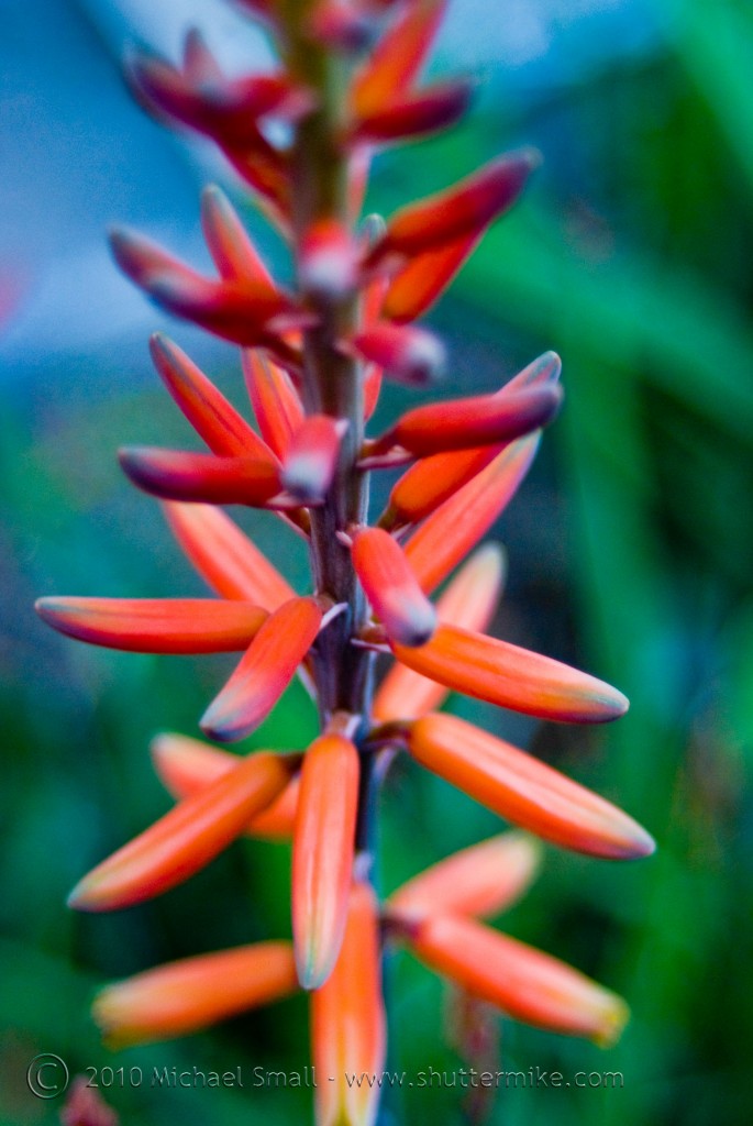 Photo of an aloe plant bloom adjusted in Photoshop