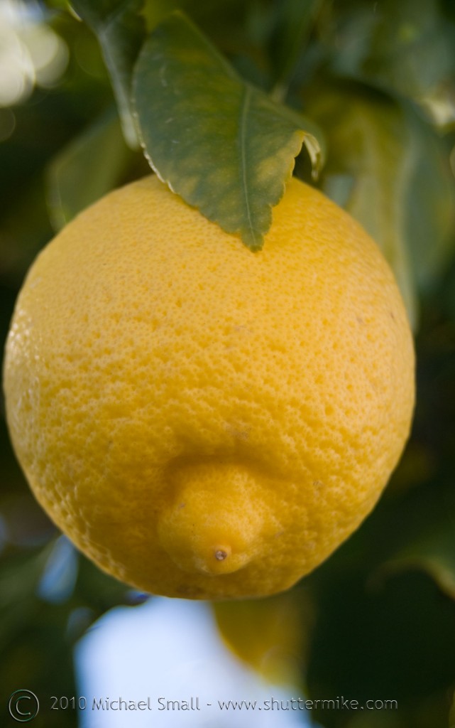 Photo of a lemon on a tree