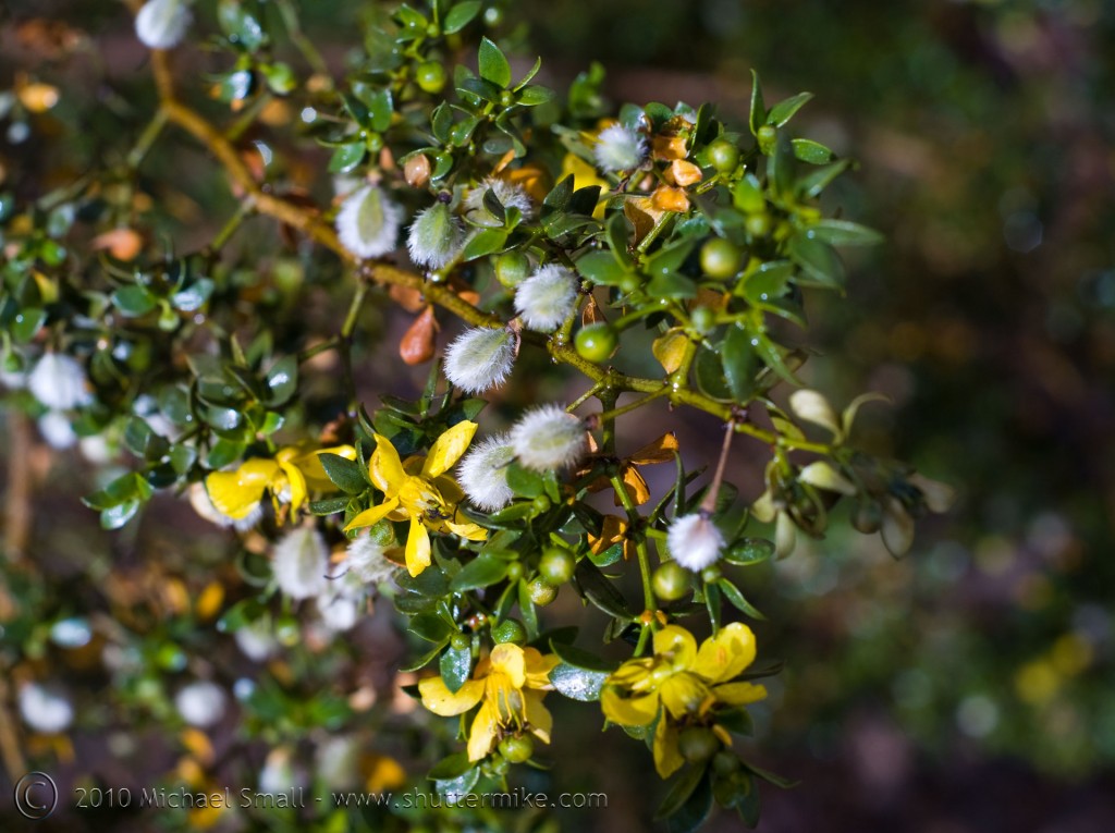 Photo of a creosote bush