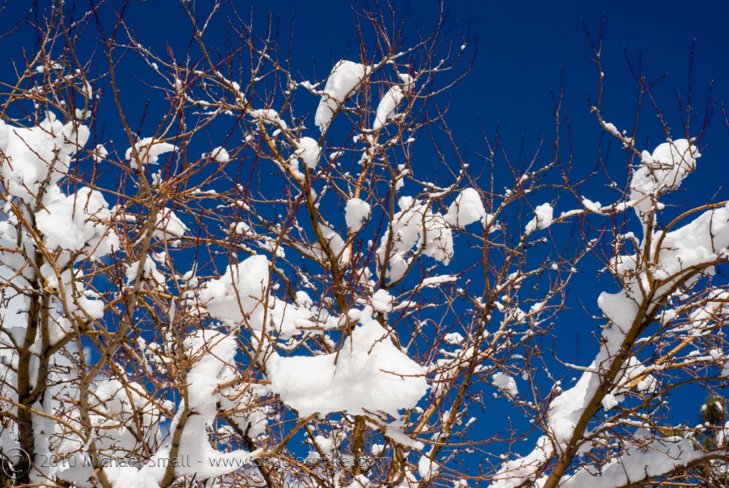 Photo of snow clinging to the branches of a tree