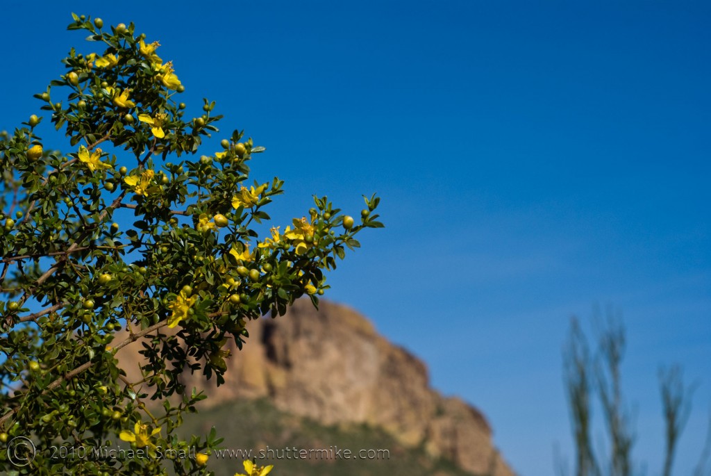 Photo of Creosote Flowers along the Apache Trail