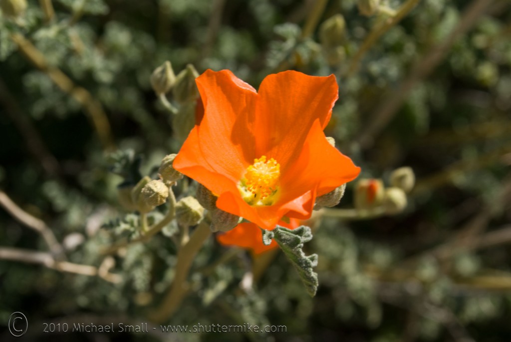 Photo of a Coulter's Globemallo Wildflower in Arizona