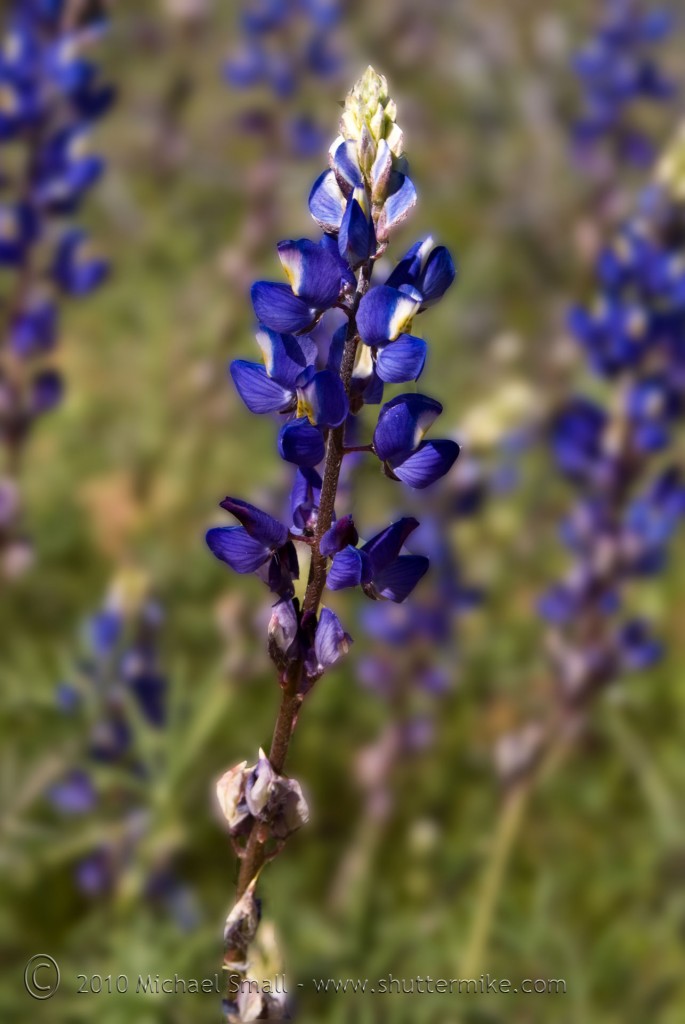 Photo of Coulter's Lupine along the Apache Trail