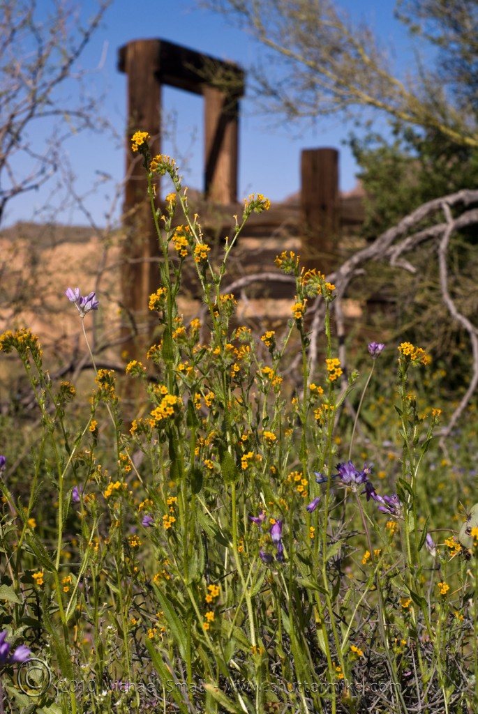 Photo of Apache Trail Wildflowers