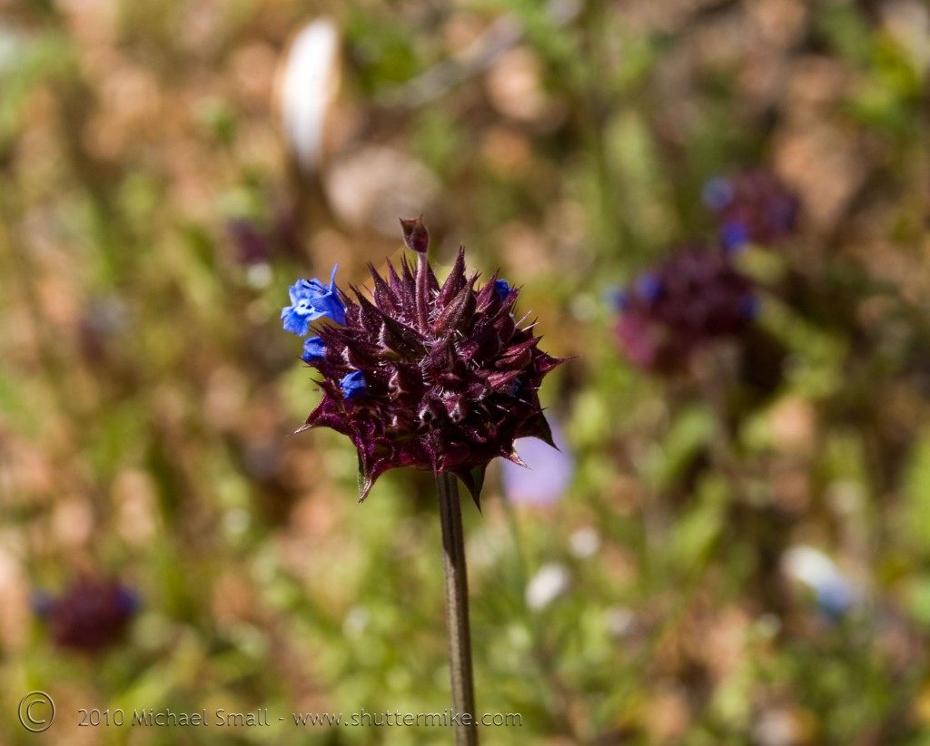 Photo of the Desert Chia Wildflower
