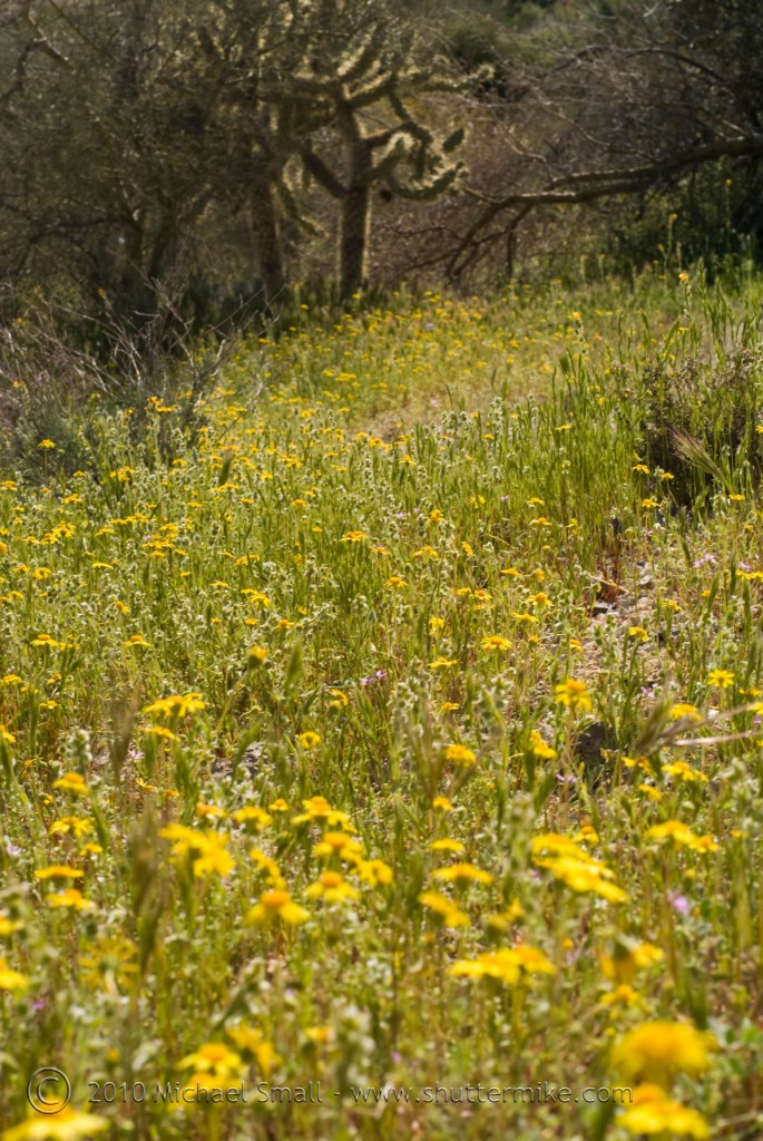 Photo of Yellow Wildflowers along the Apache Trail