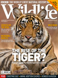 BBC Wildlife Magazine Cover with Tiger