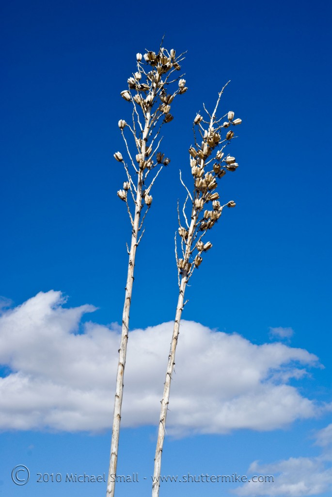 Photo of yucca stalks