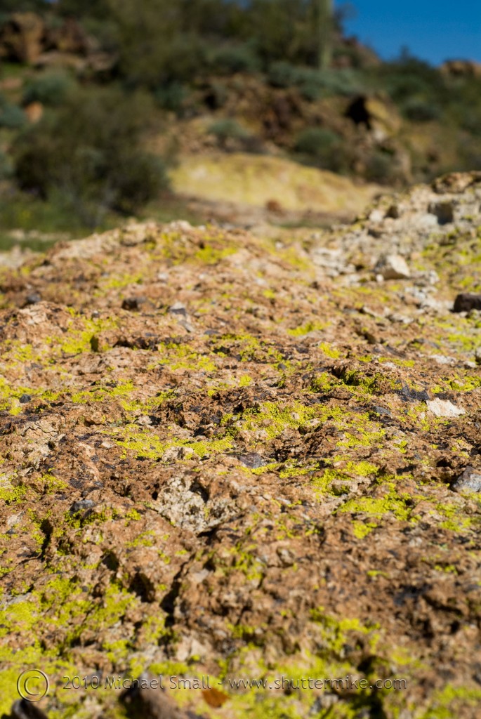 Photo of Moss on Rocks in Arizona