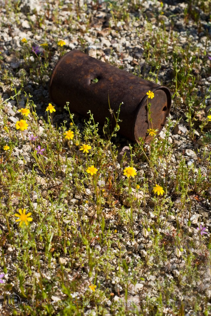 Photo of a rusted can and wildflowers