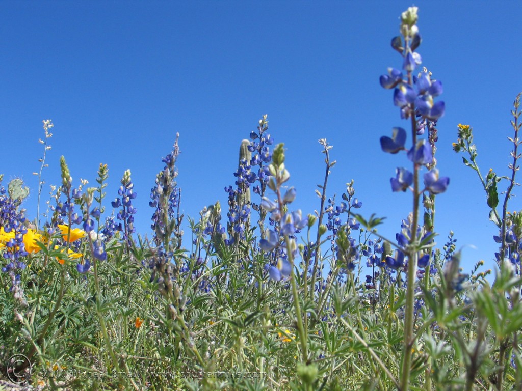 Photo of wildflowers in Saguaro National park
