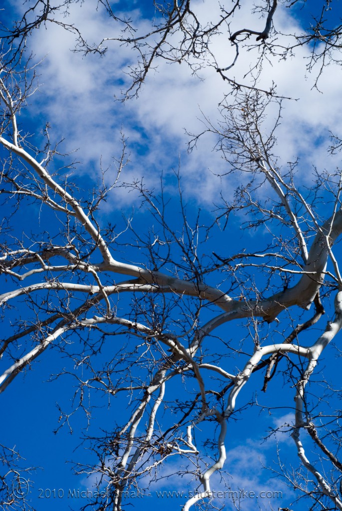 Photo of tree branches against a cloudy sky