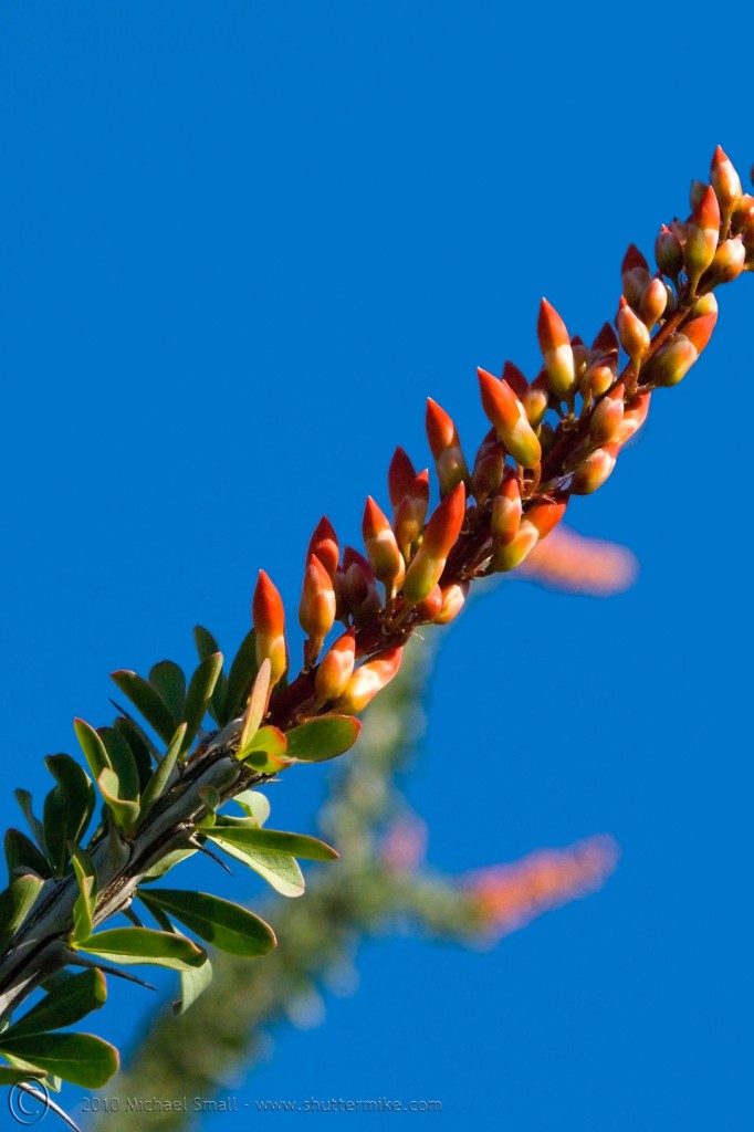Photo of an ocotillo bloom in Arizona