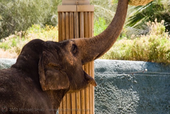 Photo of an elephant at the Phoenix Zoo