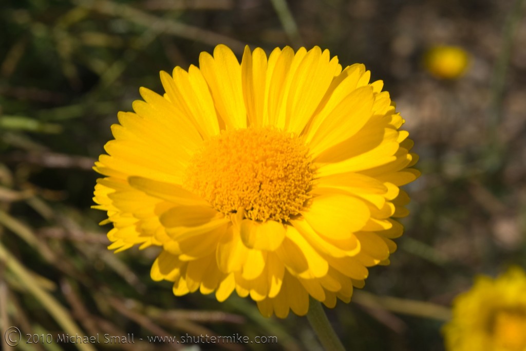 Photo of a Desert Marigold Wildflower in Arizona