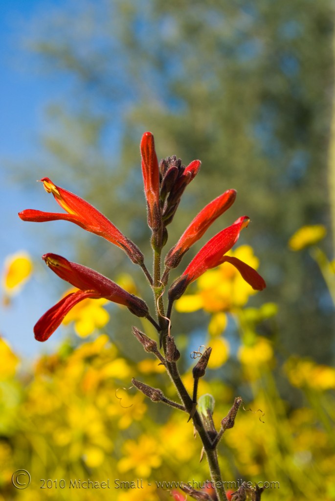 Photo of a Firecracker wildflower