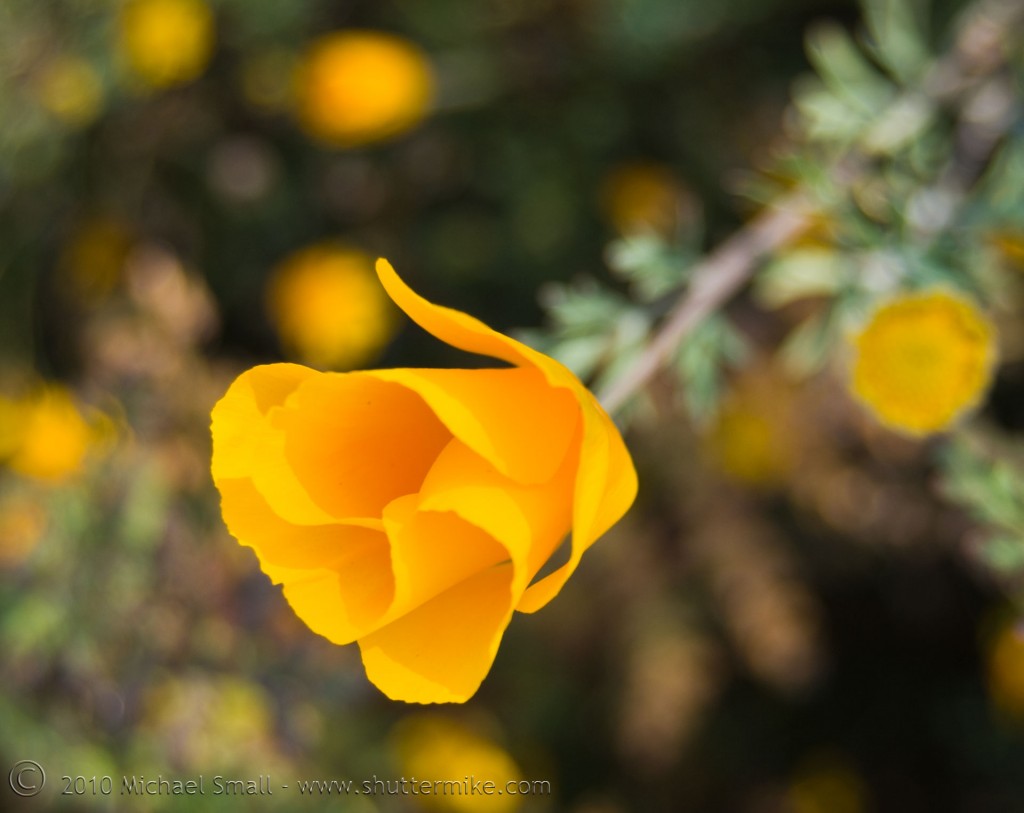 Photo of an Arizona Golden Poppy Flower