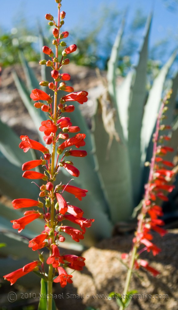 Photo of a penstemon wildflower and agave.