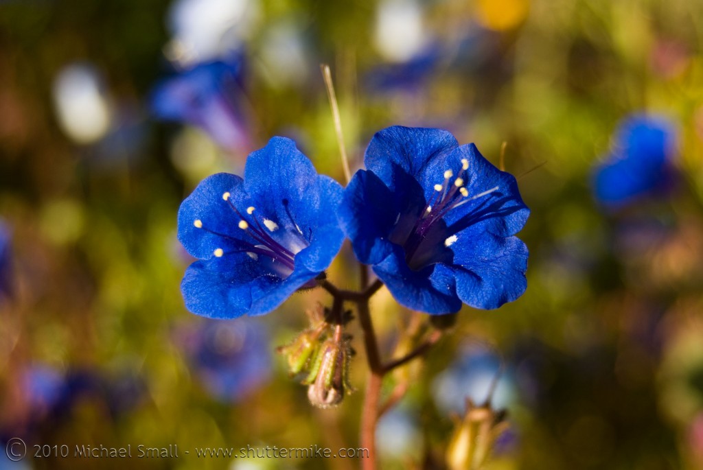 Photo of a blue Arizona wildflower
