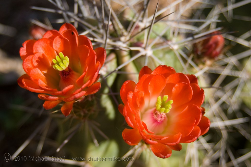 Photo of a cactus bloom