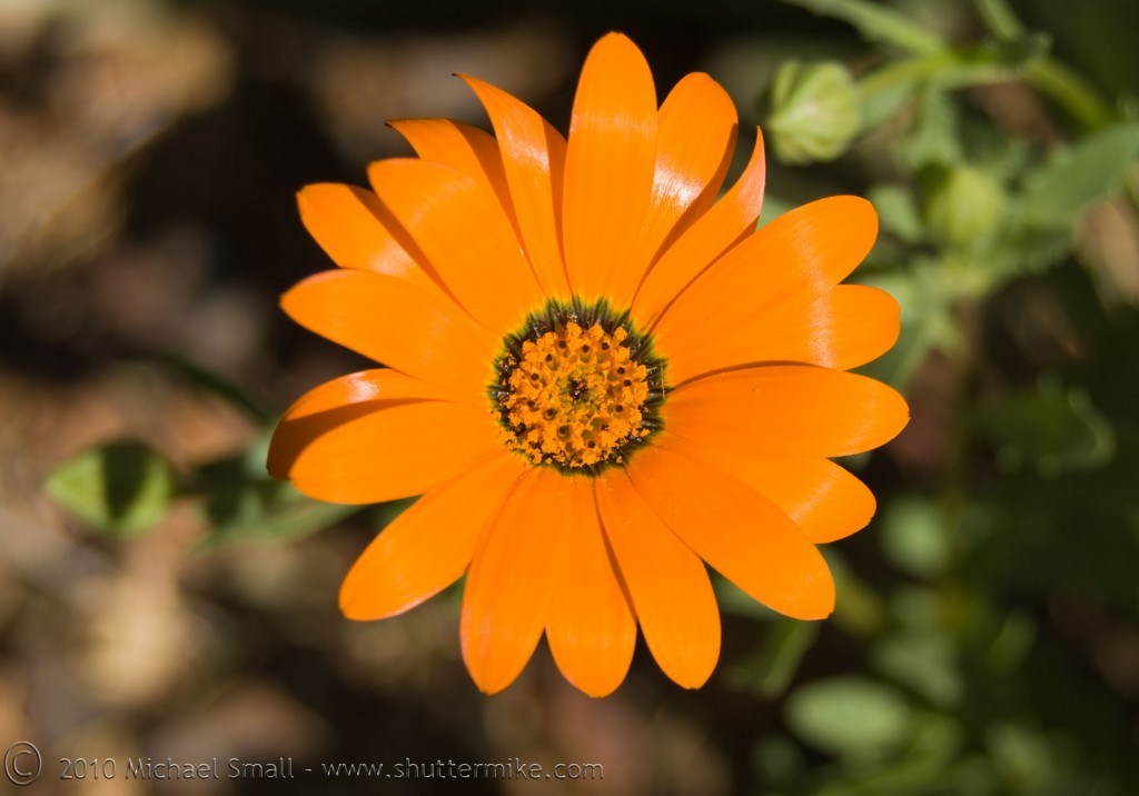 Photo of a cape marigold flower
