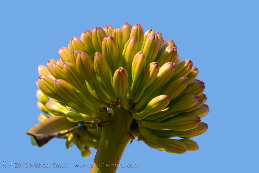 Photo of an agave bloom at the Desert Botanical Garden in Phoenix
