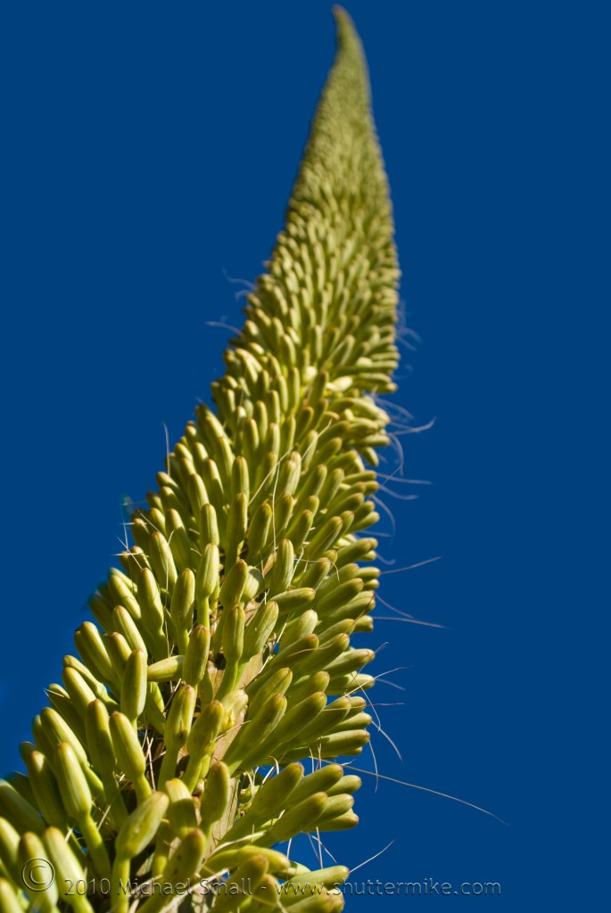 Photo of a century plant stalk