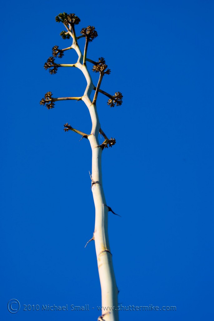 Photo of a century plant at the Desert Botanical Garden in Phoenix