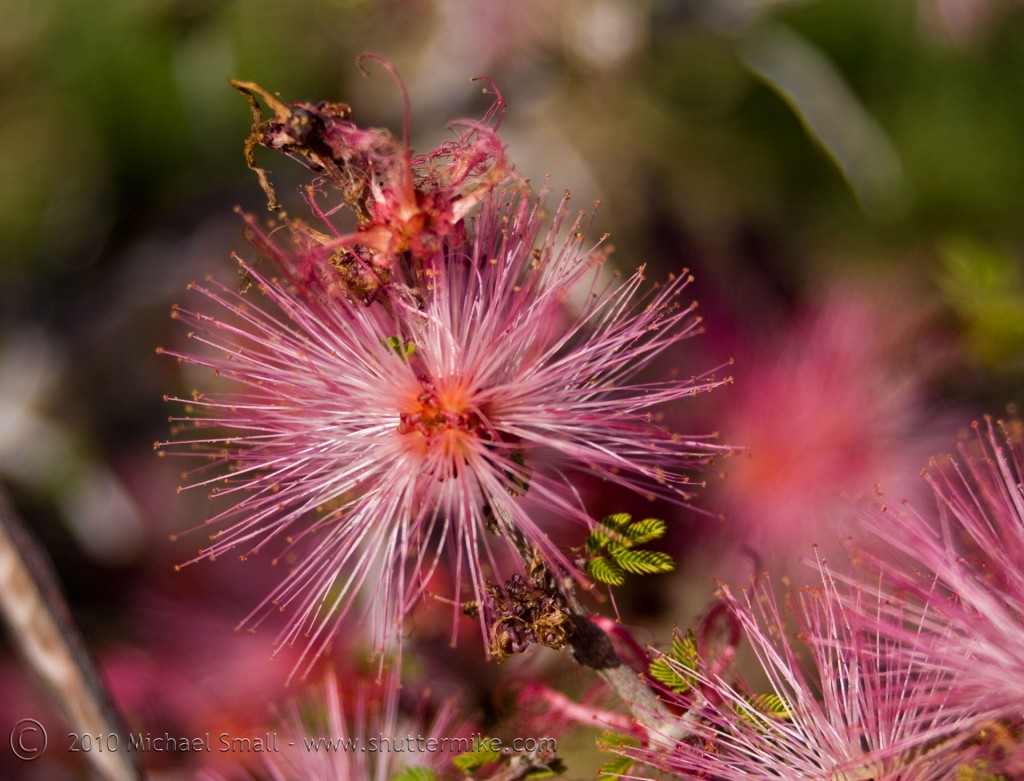 Photo of a fairy duster wildflower