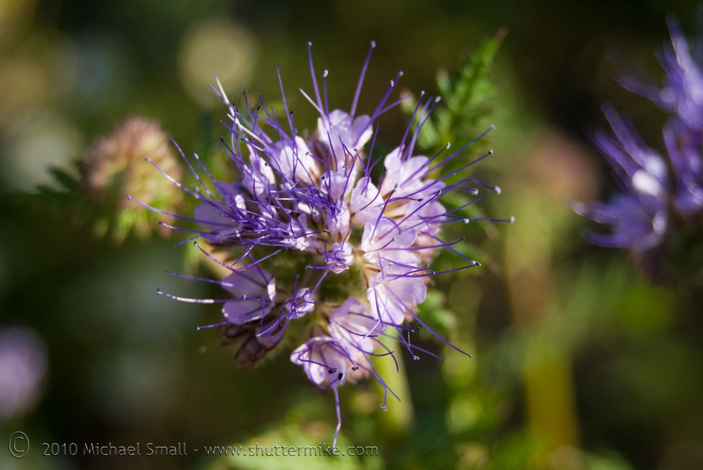 Photo of a purple wildflower