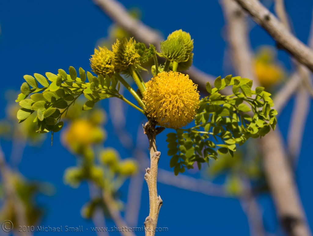 Photo of a yellow bloom on a desert tree