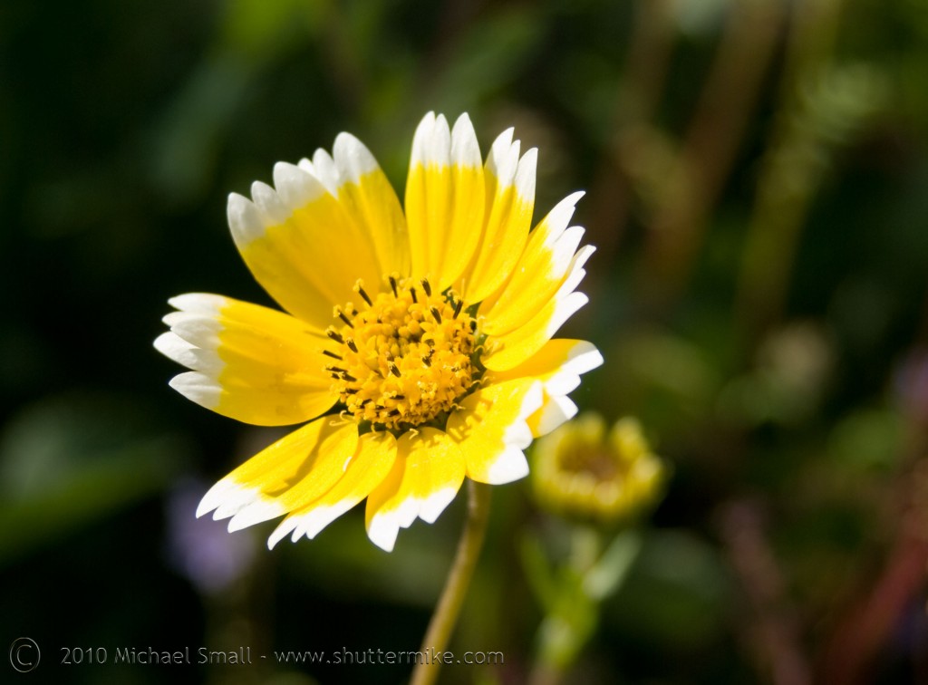 Photo of a yellow Arizona Wildflower
